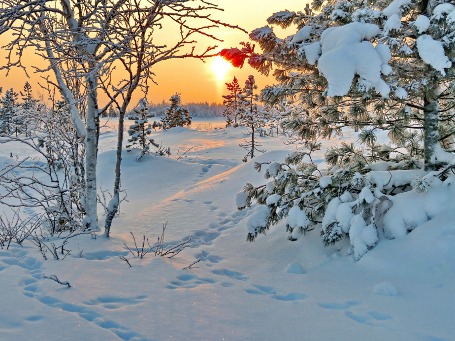 В пелене января. Снежная морозная зима. Пушистый снег. Солнечный зимний день. Зима солнце.